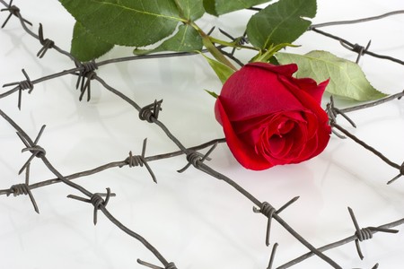 The Barbed wire with red rose.の写真素材