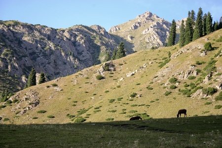 The horses on a background of a mountain landscape.の写真素材