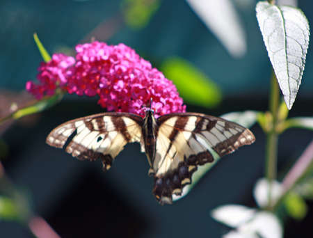 Lucky Lucy Butterfly