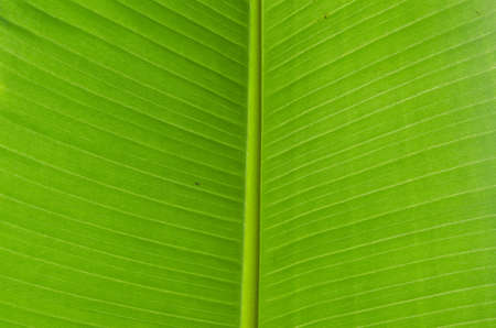 closeup grenn banana leaf,pattern