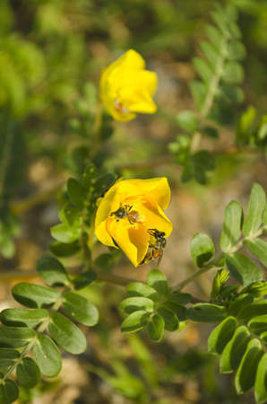 bee hung on yellow flower on the beach