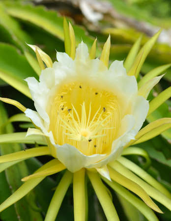 Dragon fruit flower have bee insideの写真素材