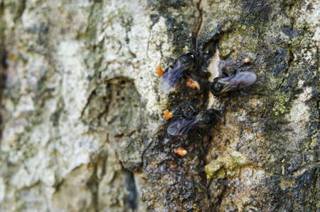 bee still working on treeの写真素材