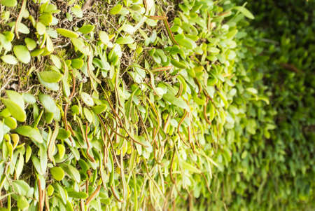 moss on bark of tree