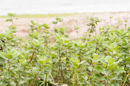 Vitex trifolia Linn is herb in Thailandの写真素材