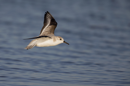 A Sanderling (Calidris alba) in flight at the coastline in Florida.の写真素材