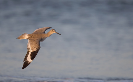 Willet (Tringa semipalmata) in flight over the beach with sea in the background.