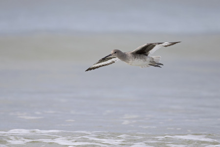 Willet (Tringa semipalmata) in flight over the beach with sea in the background.