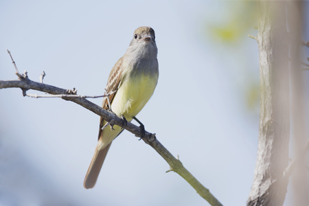 A great crested flycatcher Myiarchus crinitus perched on a branch in the mangroves.の写真素材