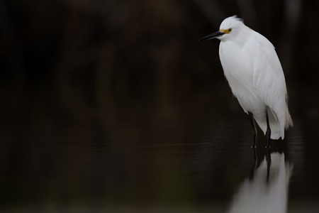 A snowy egret (Egretta thula) resting in a mirrored pond at Fort Meyers beach.の写真素材
