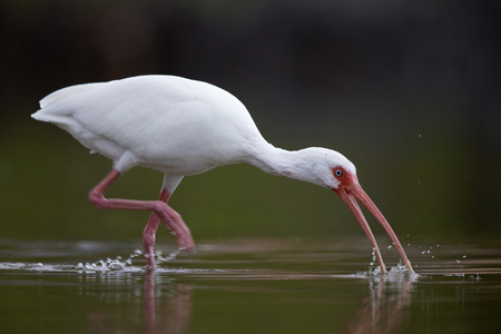 The American white ibis (Eudocimus albus) foraging and catching crabs in a pond at Fort Meyers Beach.の写真素材