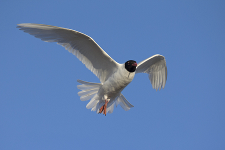 An adult Mediterranean gull (Ichthyaetus melanocephalus) in flight in the sky in the port of Bremen...