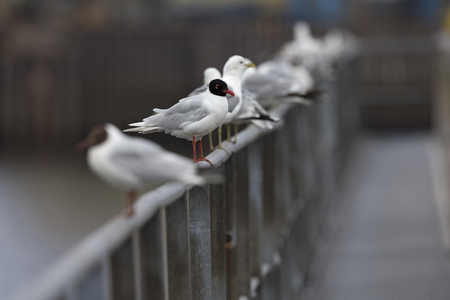 A Mediterranean gull (Ichthyaetus melanocephalus) perched in the middle of a couple of gulls on a metal railing of the city Bremen.の写真素材