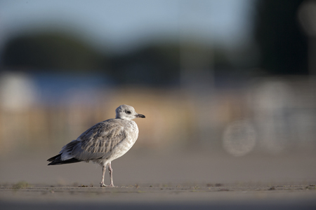 A juvenile common gull or Mew gull (Larus canus) walking in the ports of Bremen Germany.の写真素材
