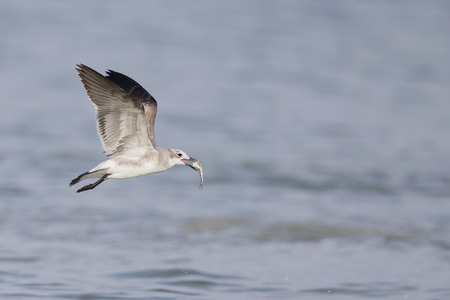 A laughing gull (Leucophaeus atricilla) in flight over the beach with sea in the background.の写真素材