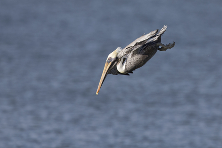 A brown pelican (Pelecanus occidentalis) diving in the Mexican Gulf at Fort Myers Beach.の写真素材