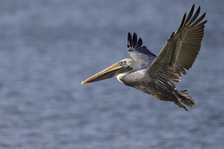 A brown pelican (Pelecanus occidentalis) in flight over water at Fort Myers Beach.の写真素材