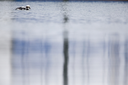 A long-tailed duck (Clangula hyemalis) swimming and foraging in the harbor of Hundested Denmark.の写真素材