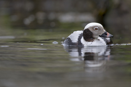 A long-tailed duck (Clangula hyemalis) swimming and foraging in front of seaweed covered rocks at the harbor in Hundested Denmark.の写真素材