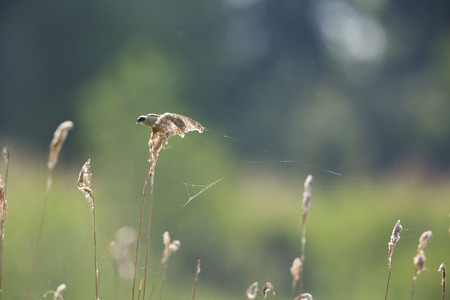 An adult Eurasian penduline tit (Remiz pendulinus) perched on a tree branch searching for insects at the lakes of Linum Germany ..の写真素材