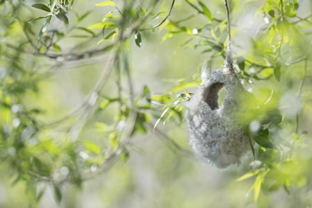 An not yet finished nest of an Eurasian penduline tit (Remiz pendulinus) at the lakes of Linum Germany ..の写真素材