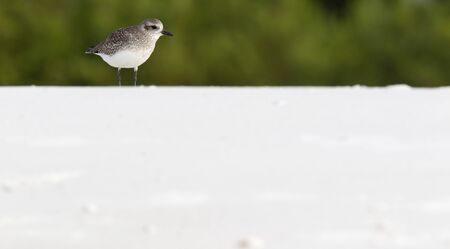A black-bellied plover Pluvialis squatarola enjoying and resting in the sun on the white sand of...