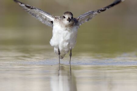 A black-bellied plover stretching its wings after having a bath in a shallow pond at Fort Myers...