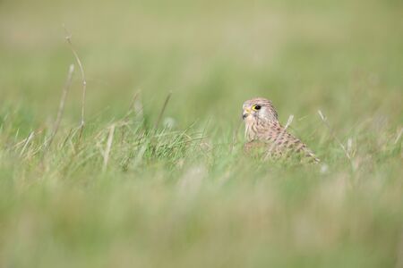 A common kestrel viewed from a low angle resting in the grass in Germany-with a nice depth of field...