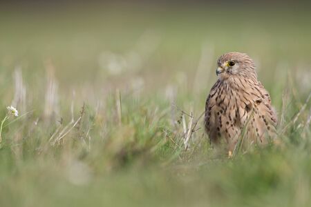 A common kestrel viewed from a low angle resting in the grass in Germany.の写真素材