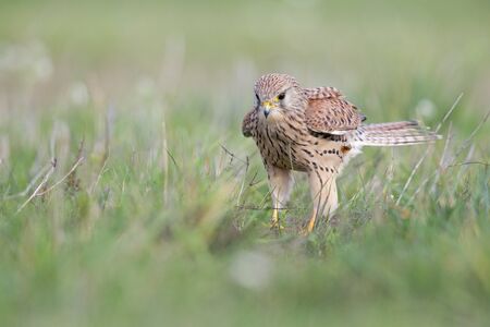 A common kestrel viewed from a low angle resting in the grass in Germany.の写真素材