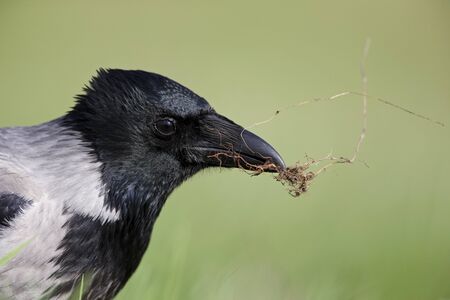 A portrait of a Hooded crow foraging in a meadow.の写真素材