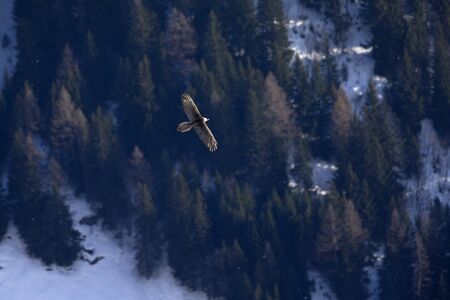 An adult bearded vulture soaring in the mountains above the trees of the Swiss Alps.