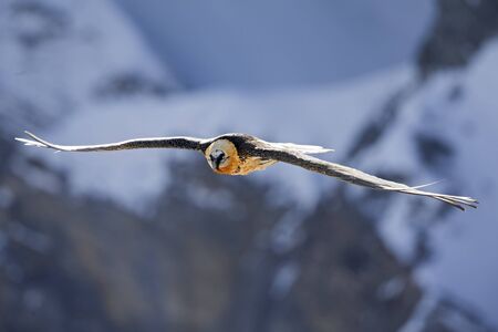 An adult bearded vulture soaring in front of the Swiss Alps at high altitude.