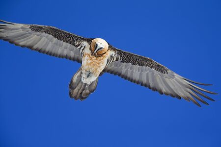 An adult Bearded vulture soaring at high altitude infront of a blue sky in the Swiss Alps.