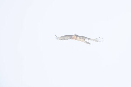 An adult bearded vulture soaring at high altitude in front of a cloudy sky in the Swiss Alps.の写真素材