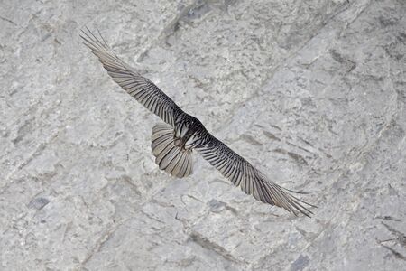 An adult bearded vulture soaring in front of the Swiss Alps at high altitude.