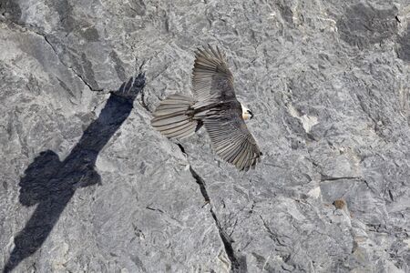 An adult bearded vulture soaring in front of the Swiss Alps at high altitude.