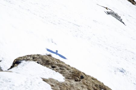 An adult bearded vulture soaring in front of the Swiss Alps at high altitude.
