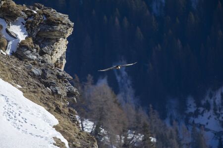 An adult bearded vulture soaring in the mountains above the trees of the Swiss Alps.