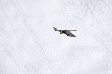 An adult bearded vulture soaring in front of the Swiss Alps at high altitude.