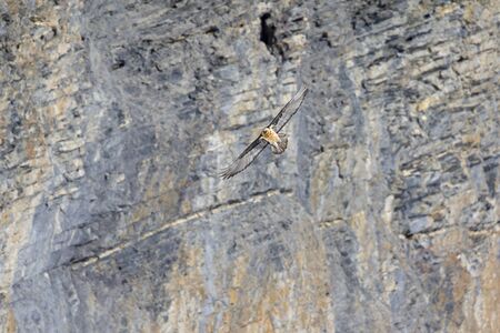 An adult bearded vulture soaring in front of the Swiss Alps at high altitude.