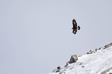 A golden eagle flying by in a distance with the Alps of Switzerland in the background.の写真素材