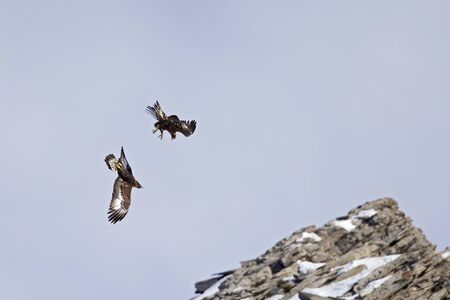 A couple of golden eagles flying at high altitude next to eachother in the Alps of Switzerland.の写真素材