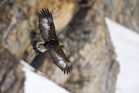 A golden eagle flying by with the Alps of Switzerland in the background.の写真素材