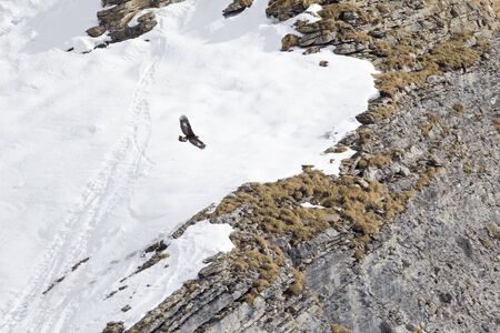 A golden eagle flying by in a distance with the Alps of Switzerland in the background.