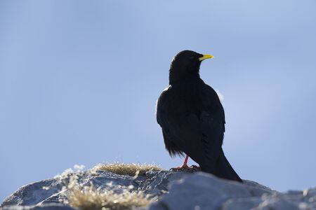 An alpine chough perched at high altitude on a rock in the Alps or Switserland.の写真素材
