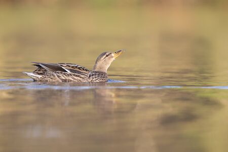 An adult female mallard duck swimming and foraging in a pond in the city of Berlin Germany.の写真素材