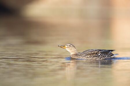 An adult female mallard duck swimming and foraging in a pond in the city of Berlin Germany.の写真素材