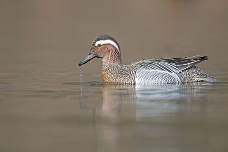 An adult male garganey duck swimming and foraging in a pond in the city of Berlin Germany.の写真素材