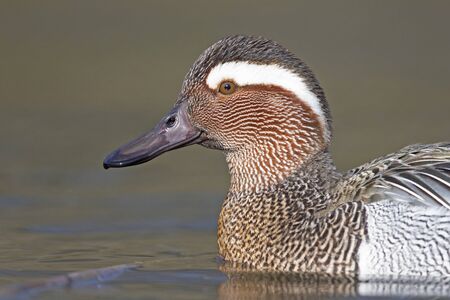 A portrait of an adult male garganey duck swimming and foraging in a pond in the city of Berlin Germany.の写真素材